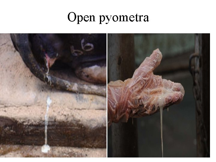 Open pyometra 