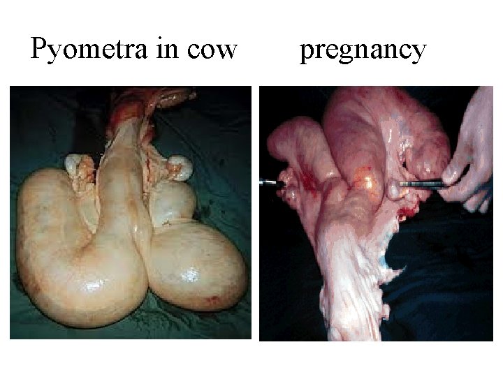 Pyometra in cow pregnancy 