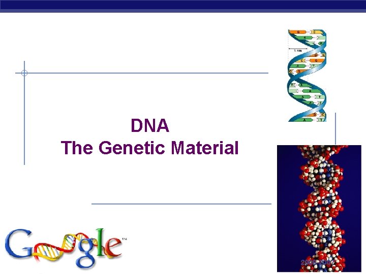DNA The Genetic Material AP Biology 2006 -2007 