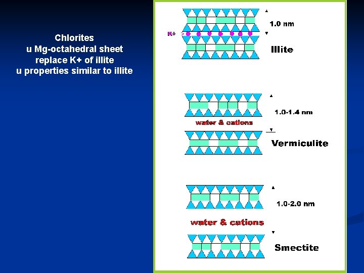 Chlorites u Mg-octahedral sheet replace K+ of illite u properties similar to illite 