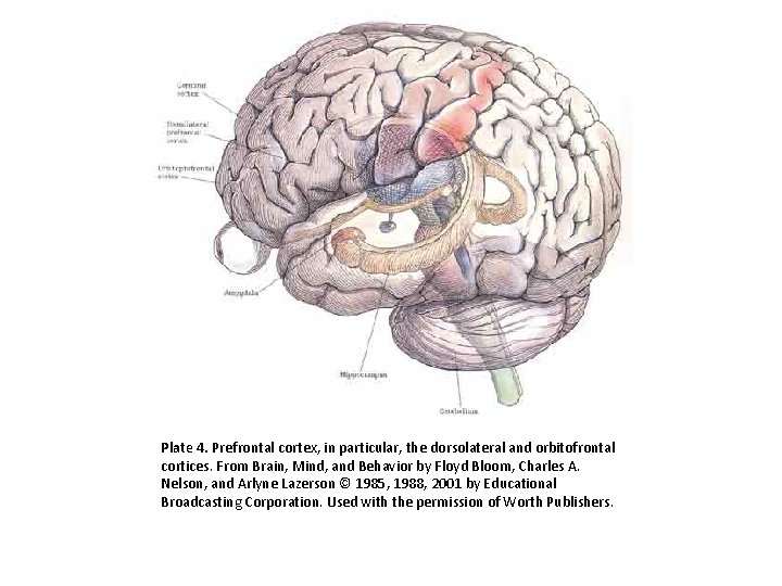 Plate 4. Prefrontal cortex, in particular, the dorsolateral and orbitofrontal cortices. From Brain, Mind,