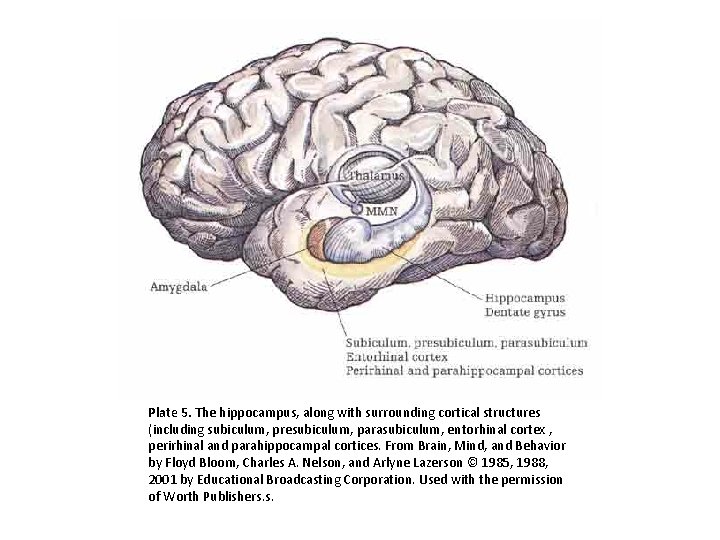 Plate 5. The hippocampus, along with surrounding cortical structures (including subiculum, presubiculum, parasubiculum, entorhinal