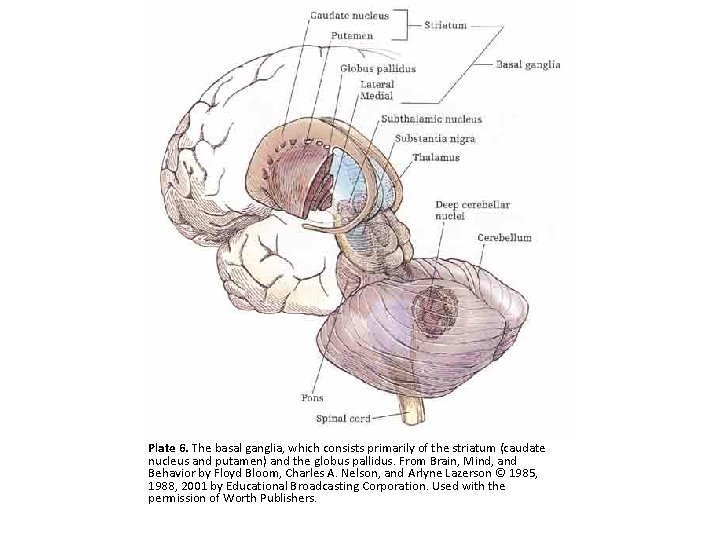 Plate 6. The basal ganglia, which consists primarily of the striatum (caudate nucleus and