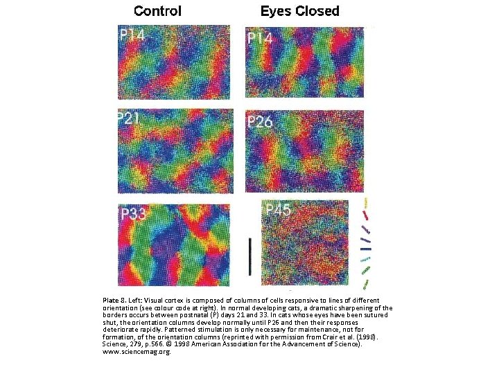 Plate 8. Left: Visual cortex is composed of columns of cells responsive to lines