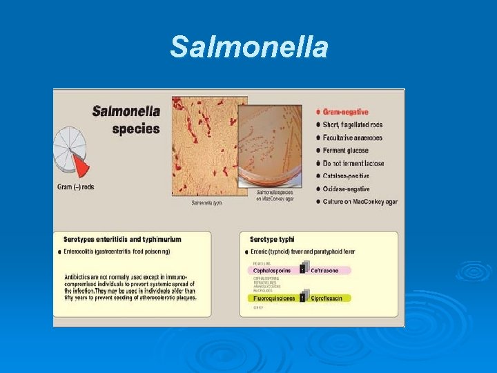 Salmonella 