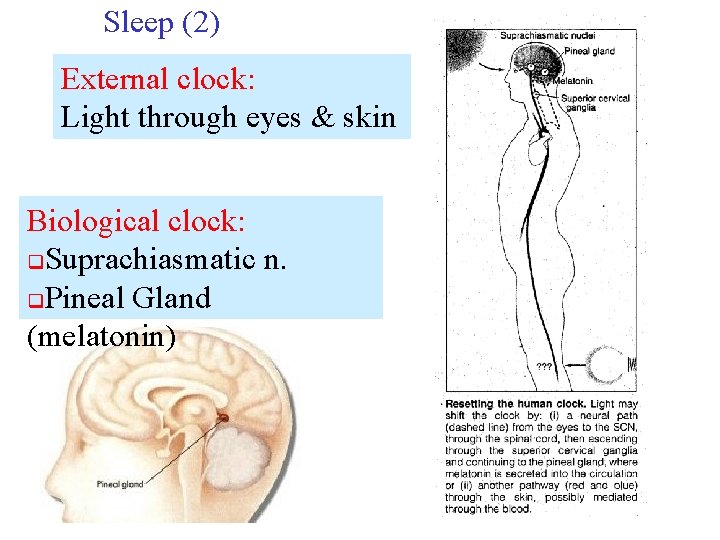 Sleep (2) External clock: Light through eyes & skin Biological clock: q. Suprachiasmatic n.