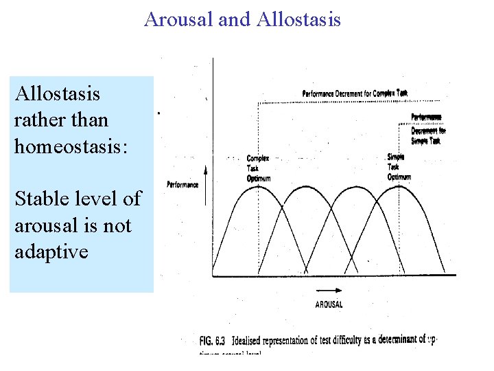 Arousal and Allostasis rather than homeostasis: Stable level of arousal is not adaptive 