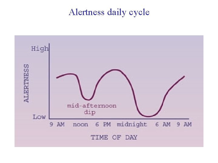 Alertness daily cycle 