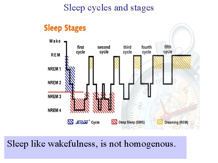 Sleep cycles and stages Sleep like wakefulness, is not homogenous. 