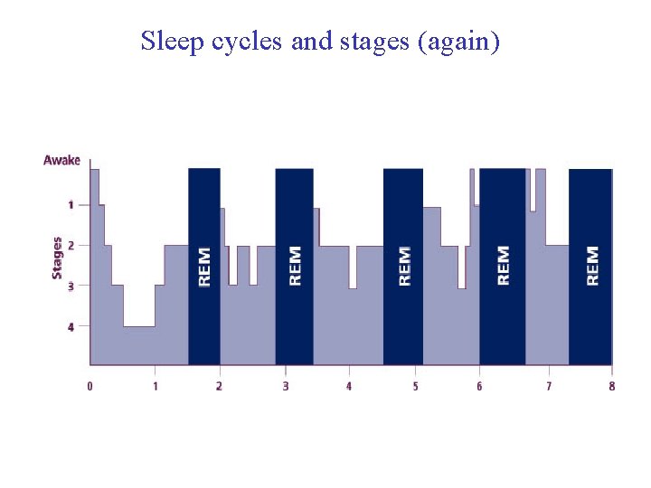 Sleep cycles and stages (again) 