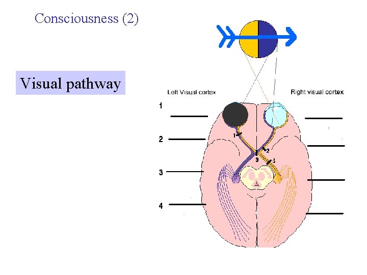 Consciousness (2) Visual pathway 