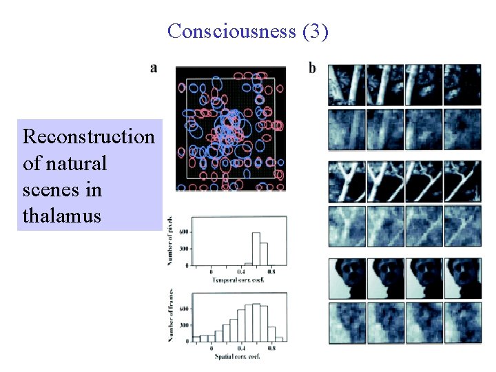 Consciousness (3) Reconstruction of natural scenes in thalamus 