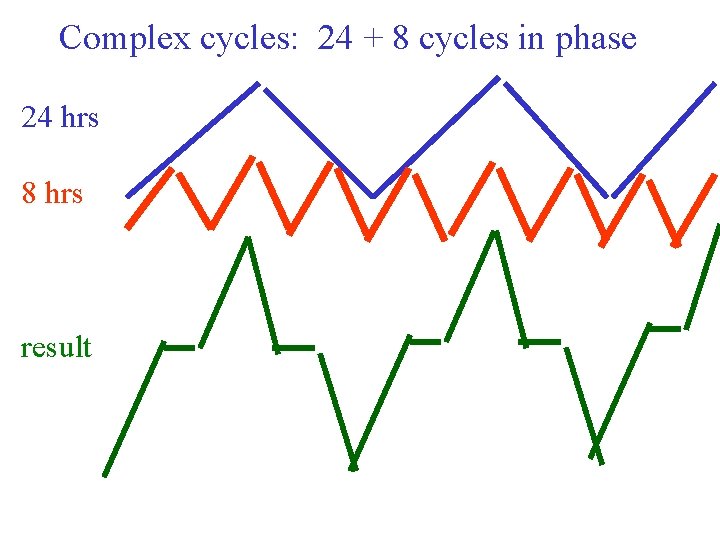 Complex cycles: 24 + 8 cycles in phase 24 hrs 8 hrs result 