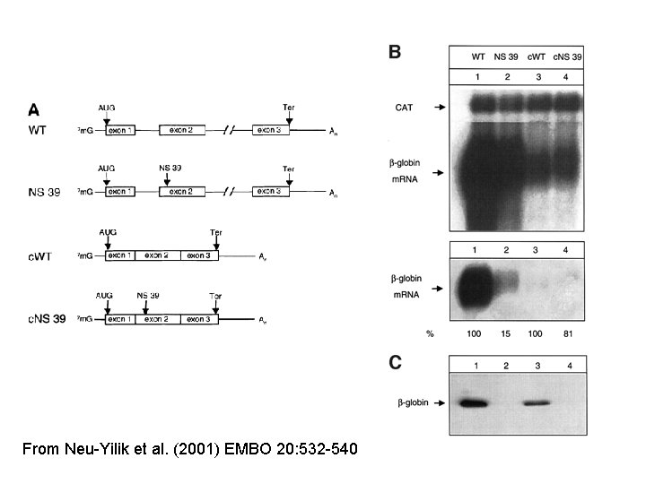 From Neu-Yilik et al. (2001) EMBO 20: 532 -540 From Neu-Yilik et al. (2001) EMBO 20: 532 -540