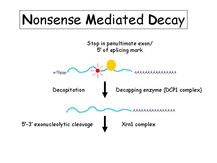 Nonsense Mediated Decay Stop in penultimate exon/ 5’ of splicing mark m 7 Gppp Nonsense Mediated Decay Stop in penultimate exon/ 5’ of splicing mark m 7 Gppp