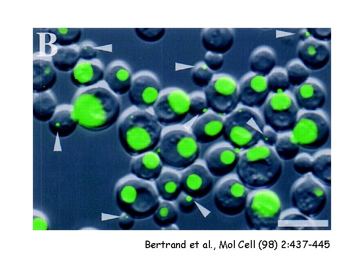 Bertrand et al. , Mol Cell (98) 2: 437 -445 Bertrand et al. , Mol Cell (98) 2: 437 -445