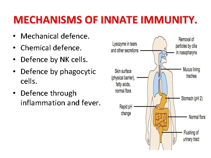 MECHANISMS OF INNATE IMMUNITY. Mechanical defence. Chemical defence. Defence by NK cells. Defence by