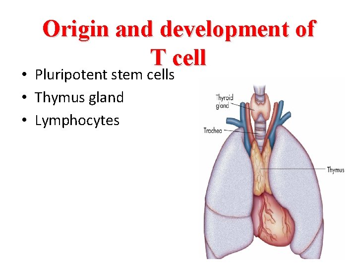 Origin and development of T cell • Pluripotent stem cells • Thymus gland •