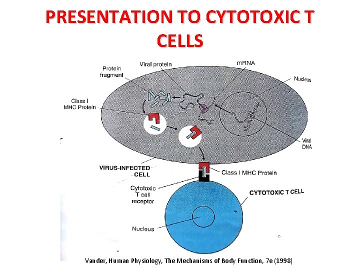 PRESENTATION TO CYTOTOXIC T CELLS Vander, Human Physiology, The Mechanisms of Body Function, 7