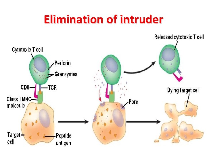 Elimination of intruder 