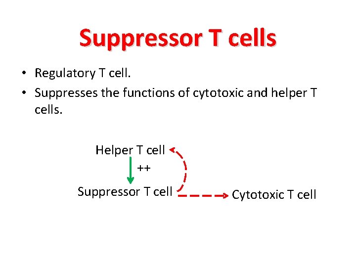 Suppressor T cells • Regulatory T cell. • Suppresses the functions of cytotoxic and