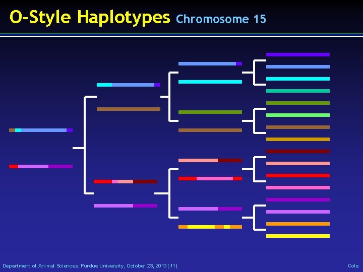 O-Style Haplotypes Chromosome 15 Department of Animal Sciences, Purdue University, October 23, 2013 (11)