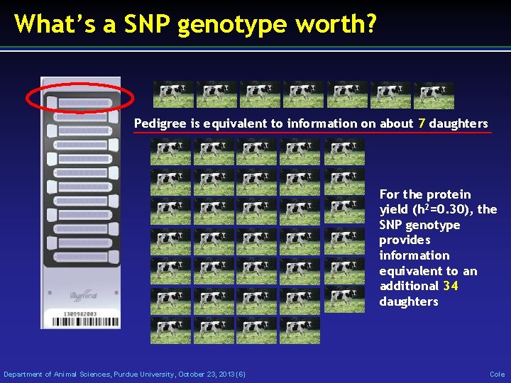 What’s a SNP genotype worth? Pedigree is equivalent to information on about 7 daughters