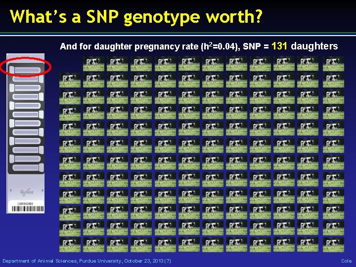What’s a SNP genotype worth? And for daughter pregnancy rate (h 2=0. 04), SNP
