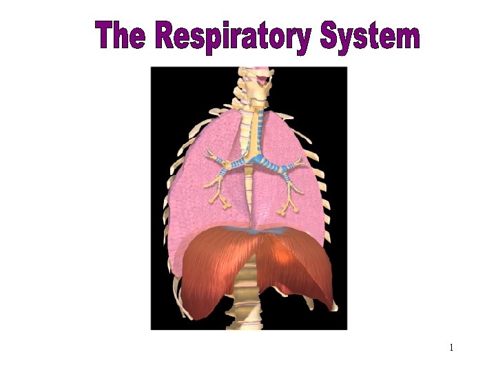 Respiratory System 1 