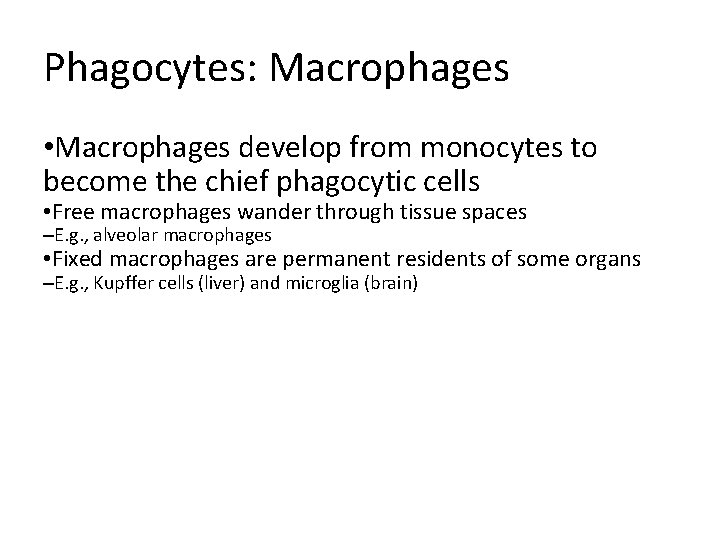 Phagocytes: Macrophages • Macrophages develop from monocytes to become the chief phagocytic cells •