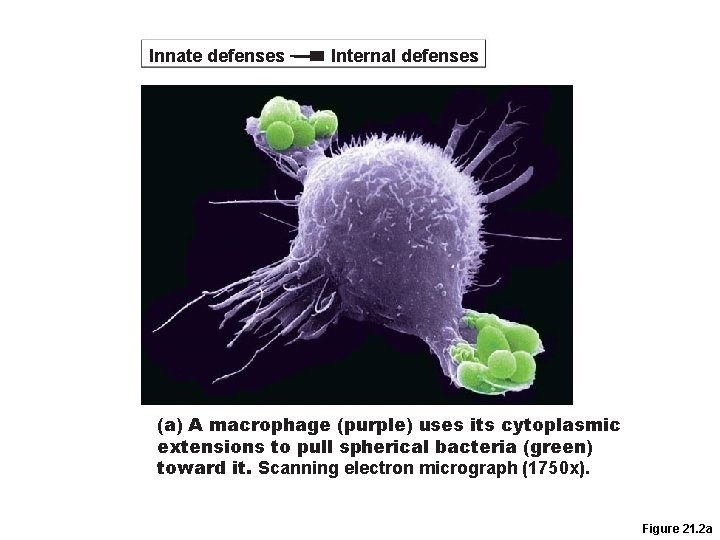 Innate defenses Internal defenses (a) A macrophage (purple) uses its cytoplasmic extensions to pull