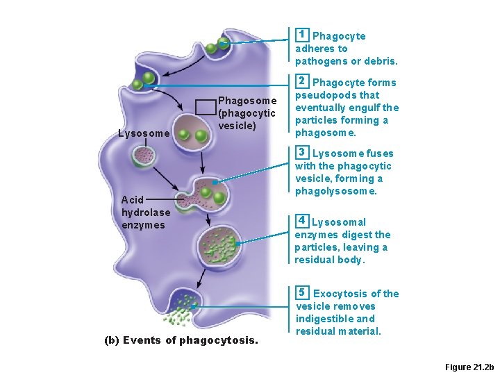1 Phagocyte adheres to pathogens or debris. Lysosome Phagosome (phagocytic vesicle) Acid hydrolase enzymes