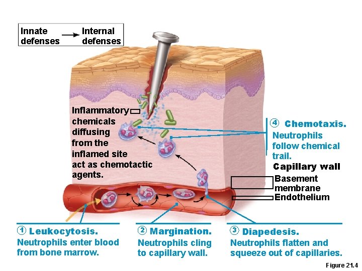 Innate defenses Internal defenses Inflammatory chemicals diffusing from the inflamed site act as chemotactic