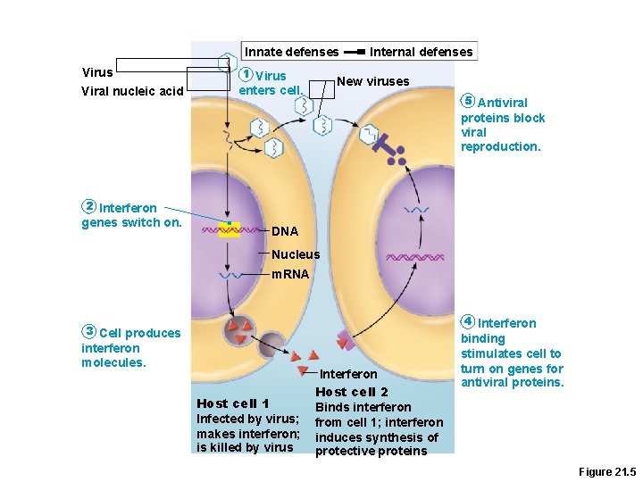 Innate defenses Virus Viral nucleic acid 1 Virus Internal defenses New viruses enters cell.