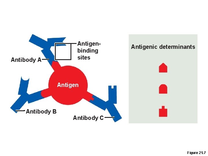 Antibody A Antigenbinding sites Antigenic determinants Antigen Antibody B Antibody C Figure 21. 7