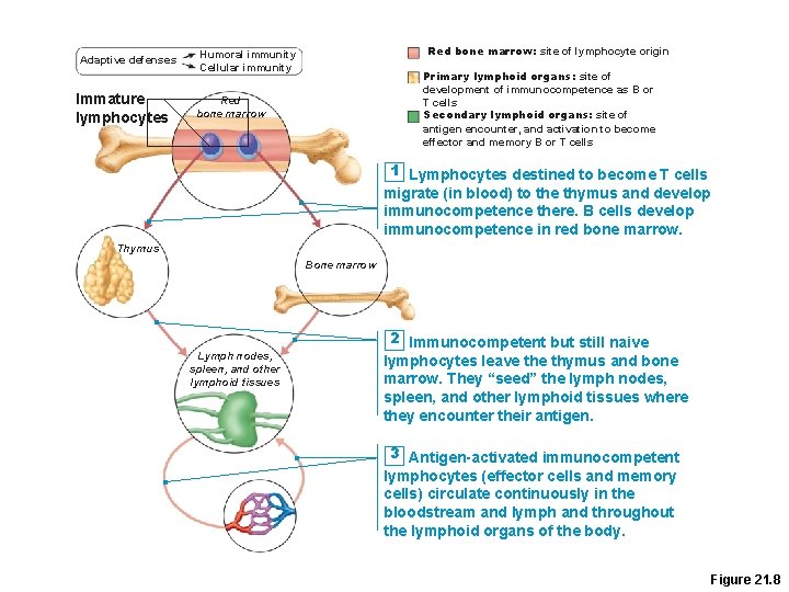 Adaptive defenses Immature lymphocytes Red bone marrow: site of lymphocyte origin Humoral immunity Cellular