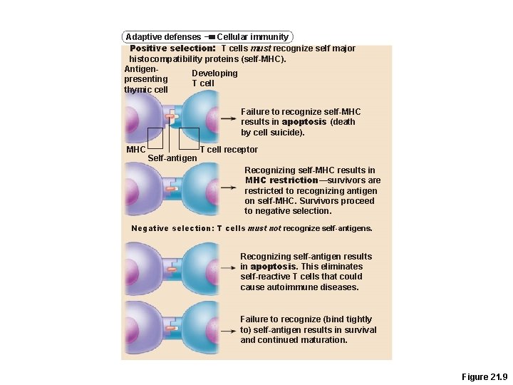 Adaptive defenses Cellular immunity Positive selection: T cells must recognize self major histocompatibility proteins