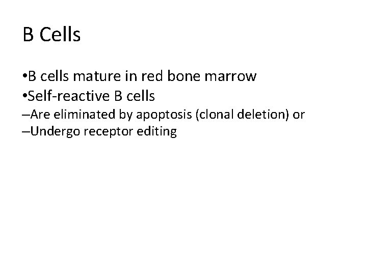 B Cells • B cells mature in red bone marrow • Self-reactive B cells