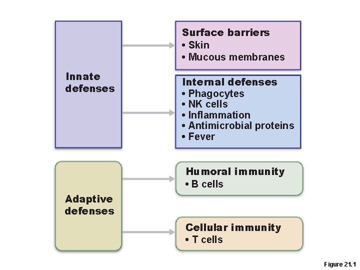 Surface barriers • Skin • Mucous membranes Innate defenses Internal defenses • Phagocytes •