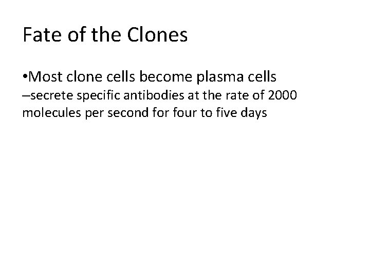 Fate of the Clones • Most clone cells become plasma cells –secrete specific antibodies