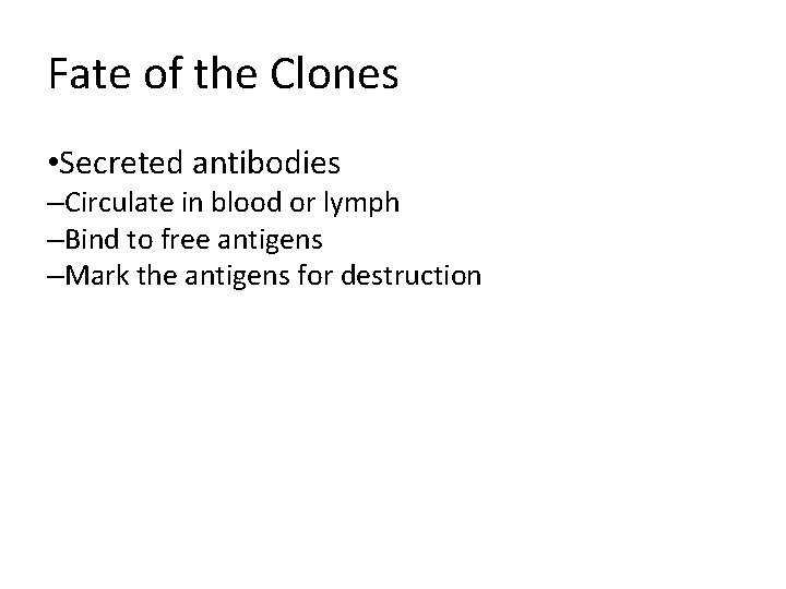 Fate of the Clones • Secreted antibodies –Circulate in blood or lymph –Bind to