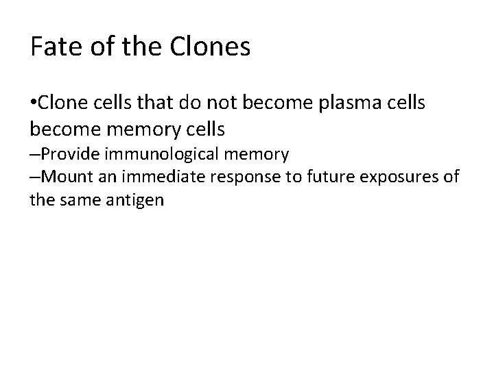 Fate of the Clones • Clone cells that do not become plasma cells become