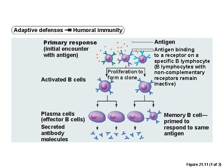 Adaptive defenses Humoral immunity Primary response (initial encounter with antigen) Activated B cells Plasma