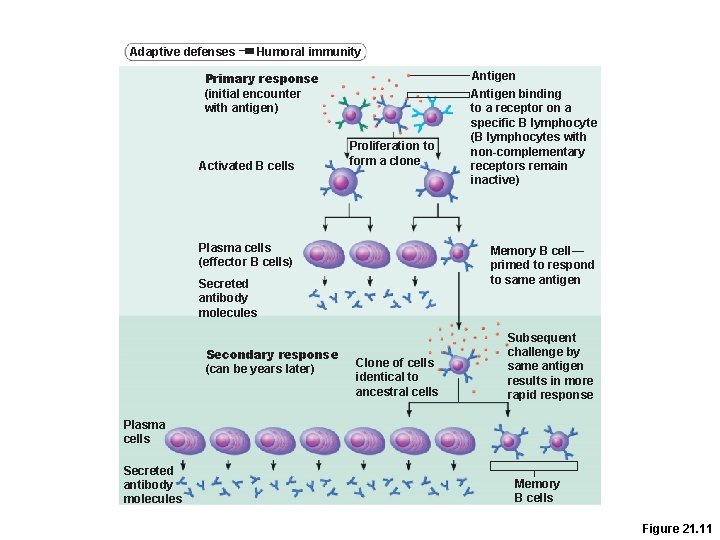Adaptive defenses Humoral immunity Primary response (initial encounter with antigen) Activated B cells Proliferation