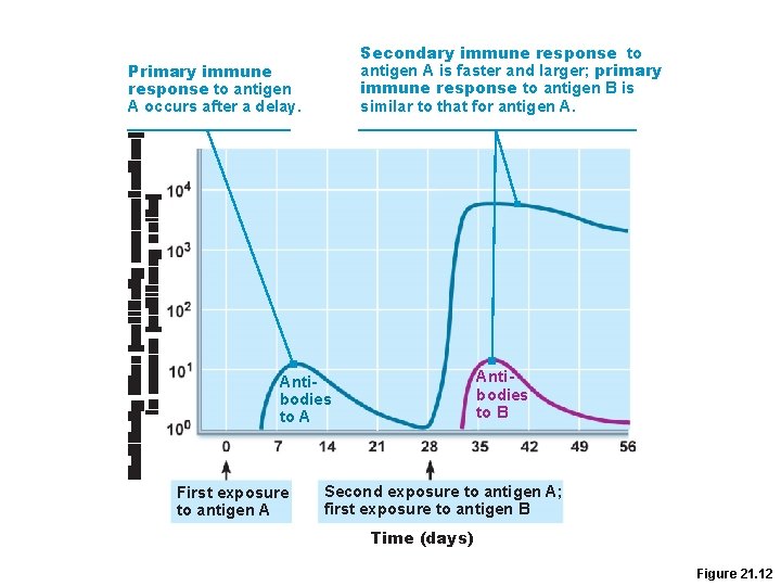 Secondary immune response to antigen A is faster and larger; primary immune response to