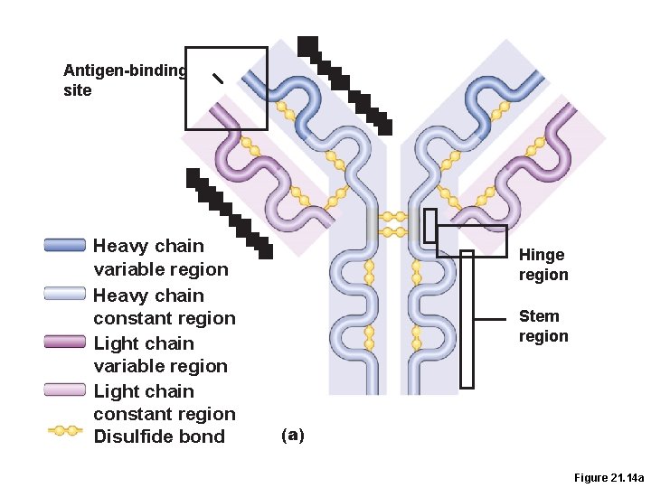 Antigen-binding site Heavy chain variable region Heavy chain constant region Light chain variable region