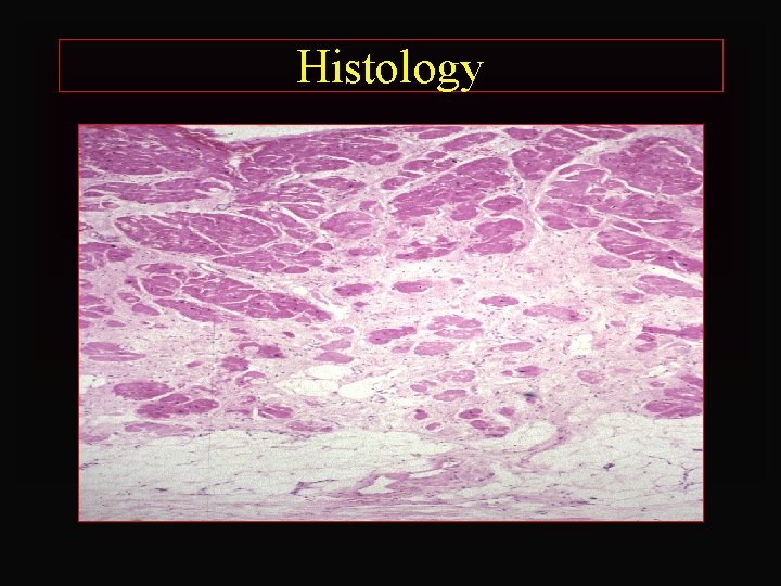 Histology 