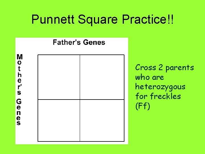 Punnett Square Practice!! Cross 2 parents who are heterozygous for freckles (Ff) 