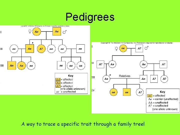 Pedigrees A way to trace a specific trait through a family tree! 