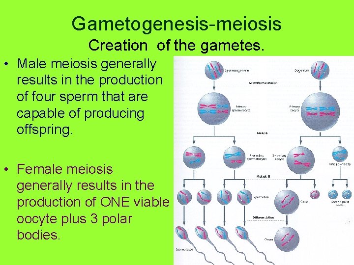 Gametogenesis-meiosis Creation of the gametes. • Male meiosis generally results in the production of